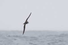 Pterodroma sandwichensis