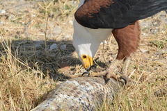 Hydrocynus vittatus