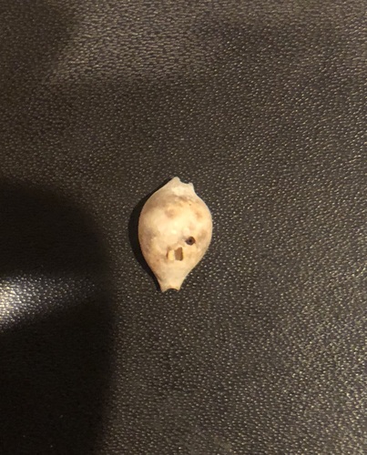 Pustularia mauiensis observed 2025-02-17