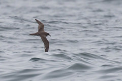 Pterodroma sandwichensis