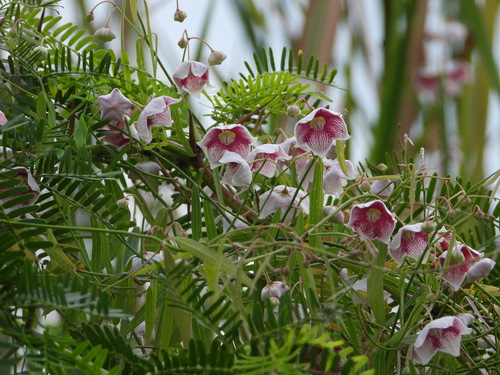 Image of Oxystelma esculentum by no rights reserved