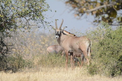 Hippotragus equinus equinus