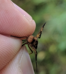 Arthropeas americana