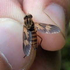 Arthropeas americana