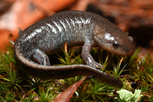 Mole Salamander