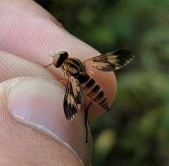 Arthropeas americana