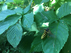 Pennisetia marginatum