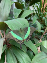Papilio palinurus