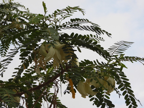 Image of Sesbania grandiflora by no rights reserved