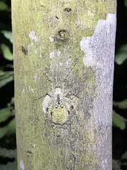 Pandercetes gracilis