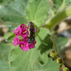 Acmaeodera parkeri