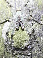 Pandercetes gracilis