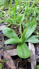 Pterostylis cucullata