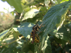 Pennisetia marginatum