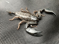 Hormurus