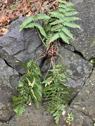 Dryopteris × mituii iNat (1)