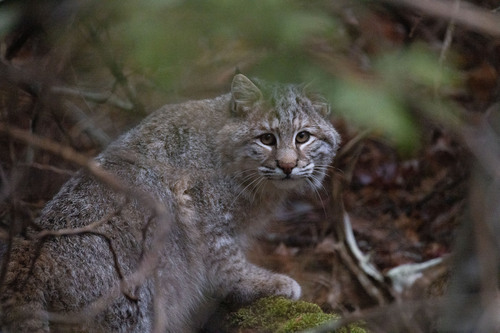 Bobcat photographed in Maine