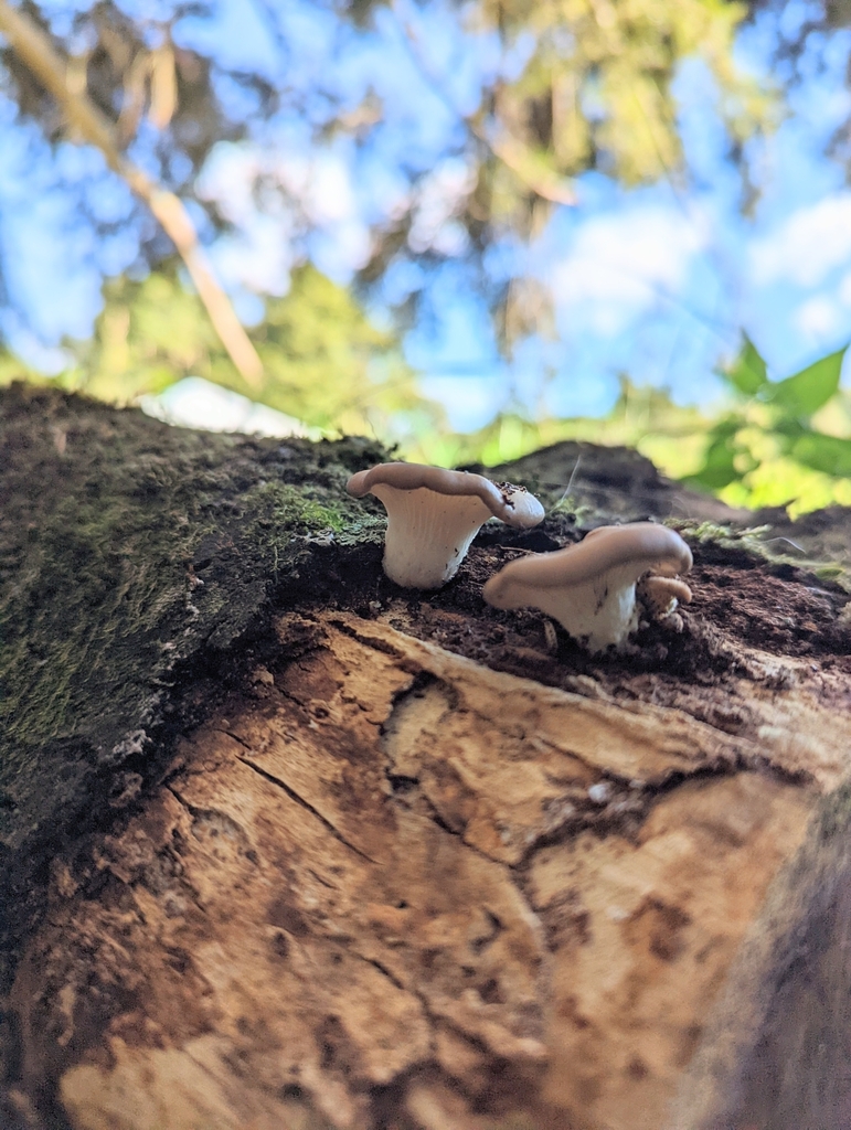 Pleurotus pulmonarius aotearoa