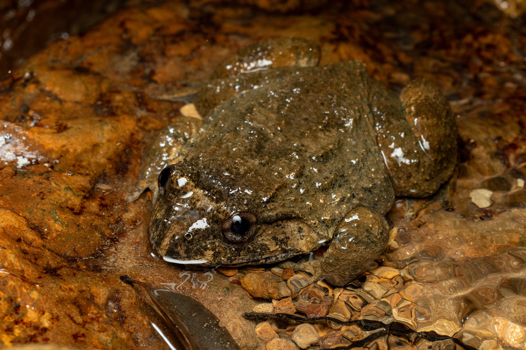 Namie's Frog