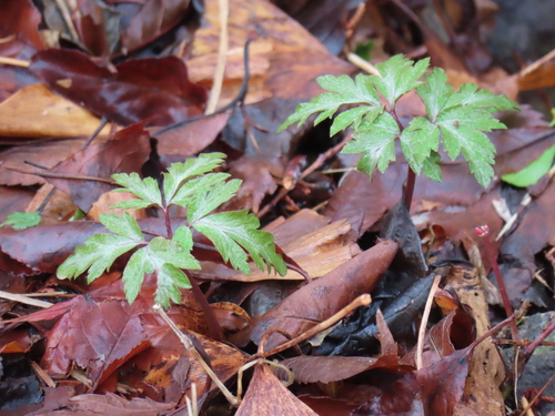 Anemone nikoensis
