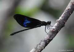 Euphaea splendens