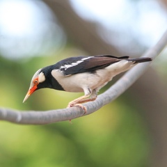 Gracupica floweri