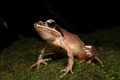 Ryukyu Brown Frog photo 2