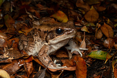 Holst's Frog photo 2
