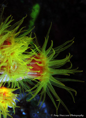 Tubastraea