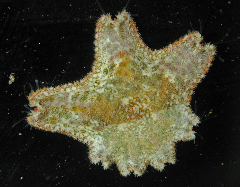 Seven-armed Coral Star