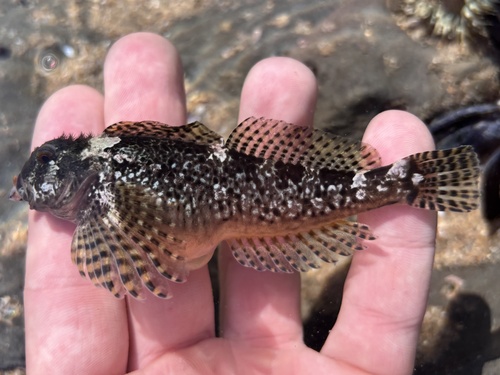 Bald sculpin (Clinocottus recalvus) — Cottidae