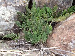 Myriopteris wootonii