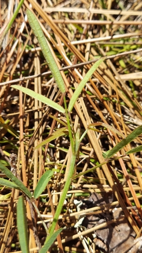Image of Desmodium strictum by (c) Athena Philips, some rights reserved (CC BY)