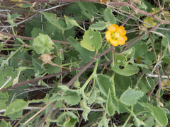 Abutilon parvulum