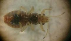 Thaumastocoridae