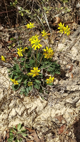 Image of Berlandiera subacaulis by (c) Athena Philips, some rights reserved (CC BY)
