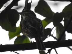 Myiodynastes maculatus