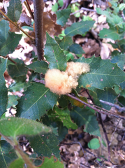 Heteroecus dasydactyli