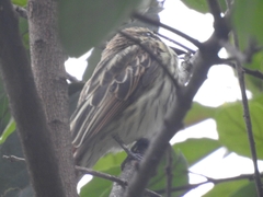 Myiodynastes maculatus