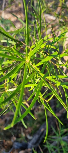 lloyd's olive (Notelaea lloydii)