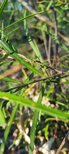 Image of Notelaea lloydii by (c) murrayoke, some rights reserved (CC BY)