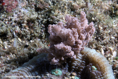 Phyllodesmium tuberculatum