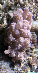 Phyllodesmium tuberculatum