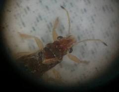 Thaumastocoridae