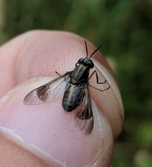 Chrysops univittatus