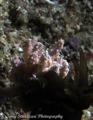 Phyllodesmium tuberculatum