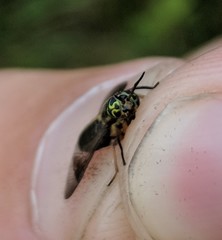 Chrysops univittatus