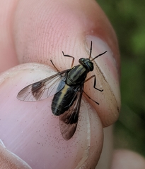 Chrysops univittatus