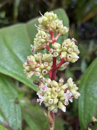 Miconia macbrydeana