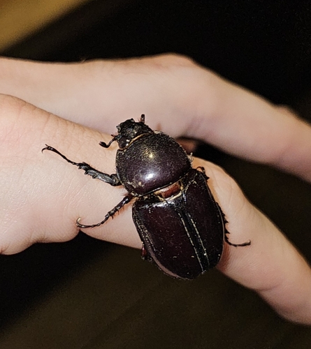 Podischnus agenor